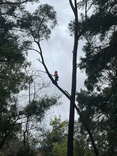 True Blue Trees