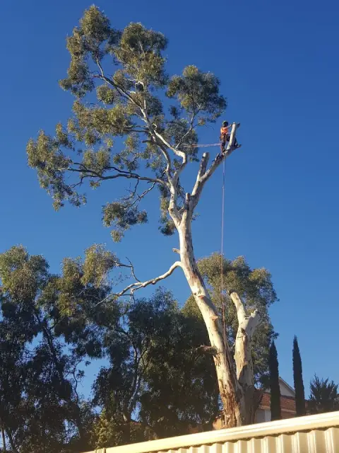 True value trees cover