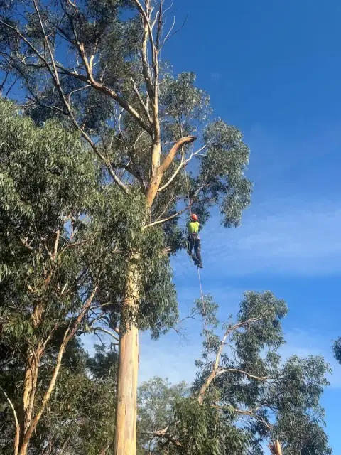 Trusted Tree Services