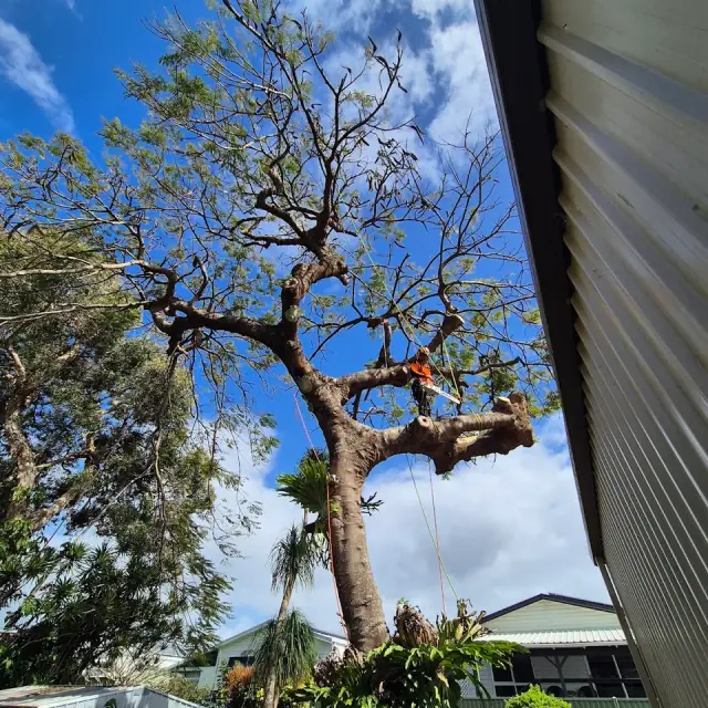 Tweed Coast Tree Surgeons