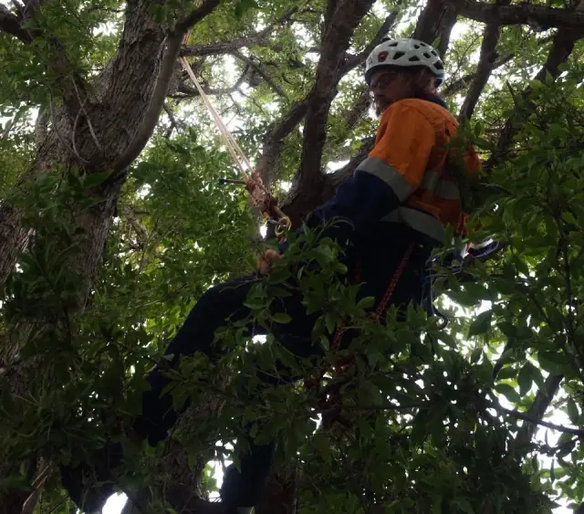 Upper Canopy Trees