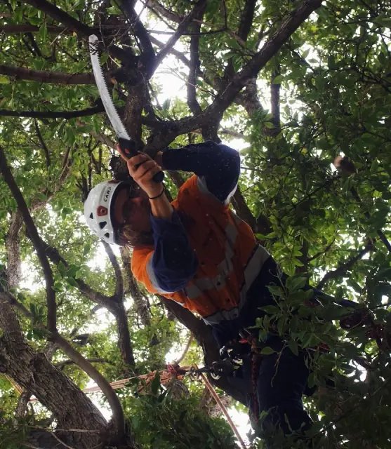 Upper Canopy Trees cover
