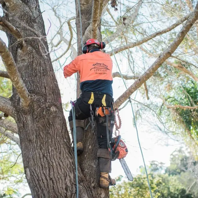 Valley Tree Services