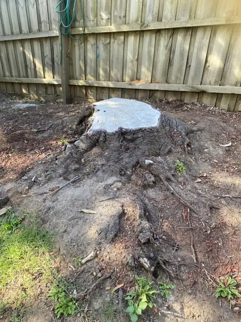Victorian Tree Specialists