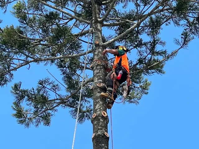 Virtue Tree Services cover