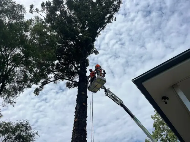 Virtue Tree Services
