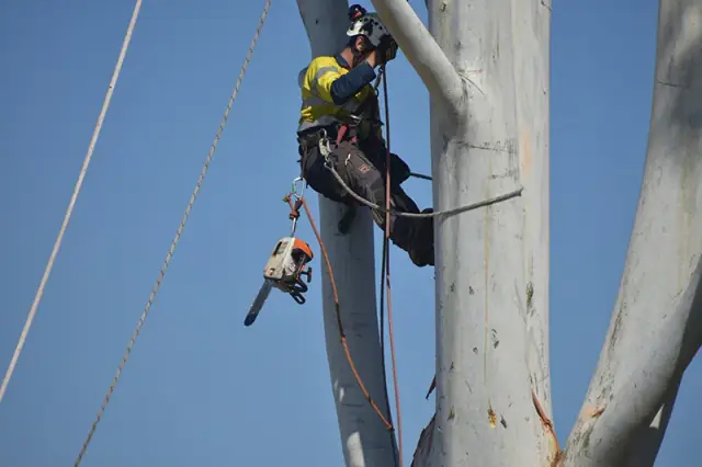 WA TreeWorks