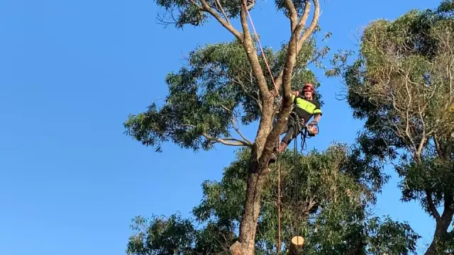 Wajamar Tree Services