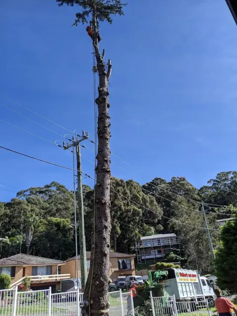 Walton's Tree Care Service cover