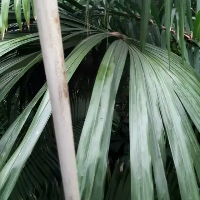 Waratah Garden Maintenance cover