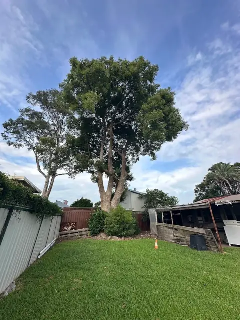 Waratah Professional Tree Care Pty Ltd