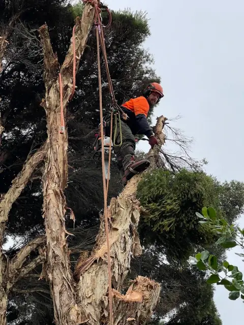 Warton Tree & Garden Services cover
