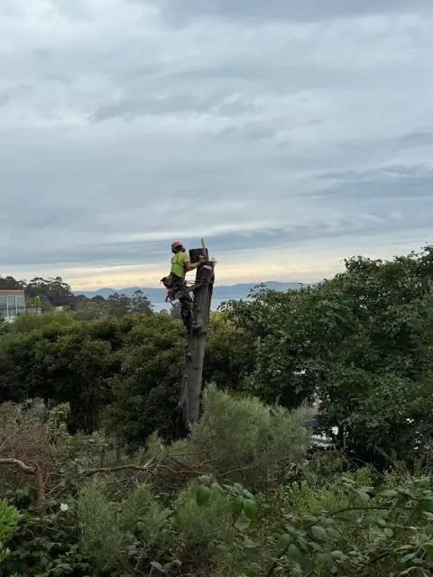 Why Arb- Arborist and Grounds Maintenance Hobart