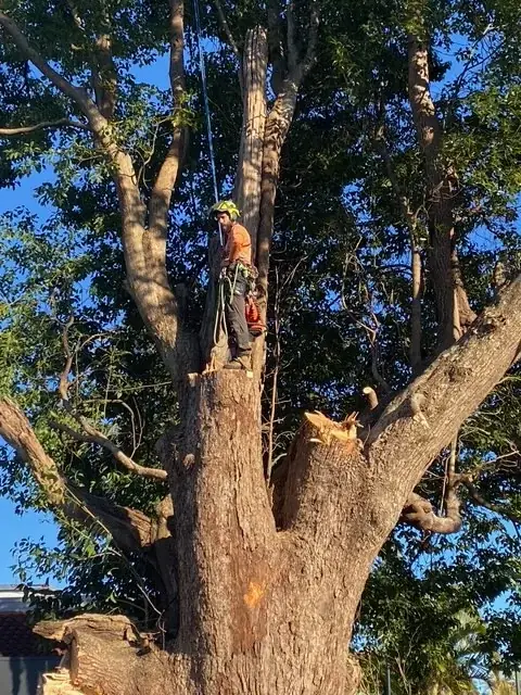 Wicksy's Trees