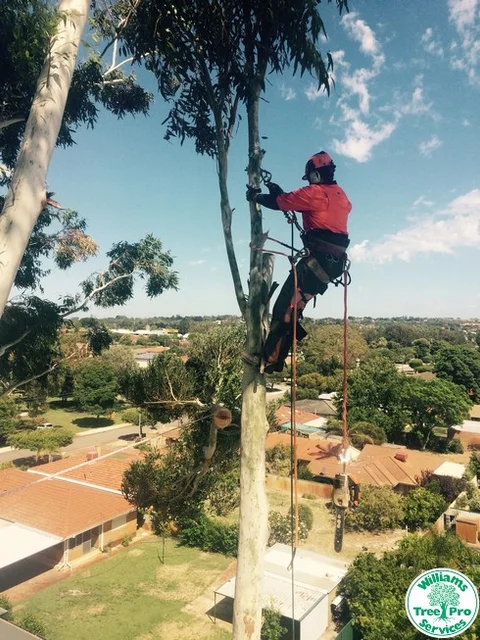 Williams Tree Pro