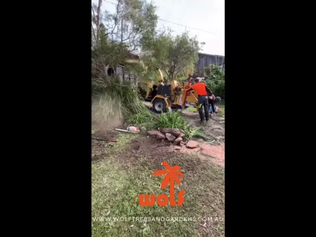 Wolf Trees - Arborist & Tree Removal Sutherland Shire