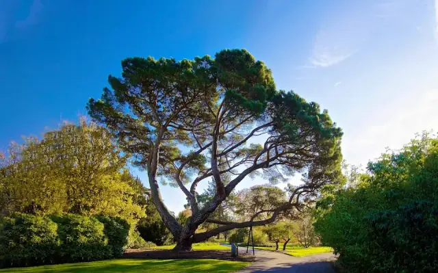 Woodvale Tree Services