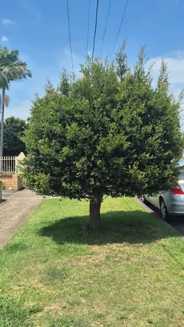 Yard Works Garden Maintenance