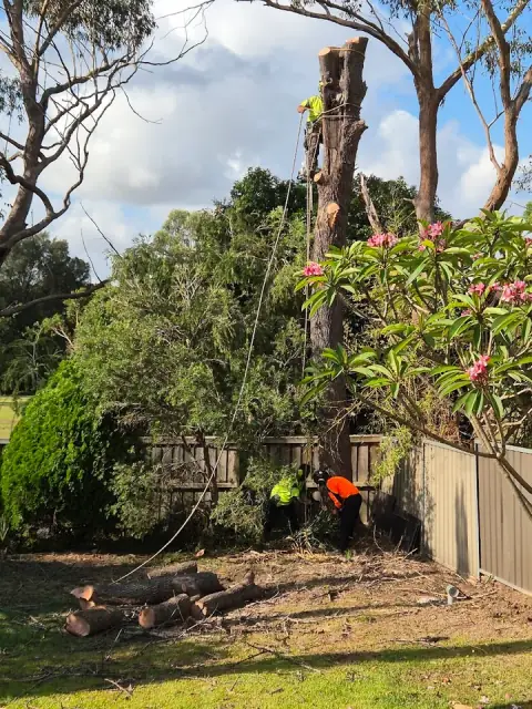 Your Local Arborist (YLA)