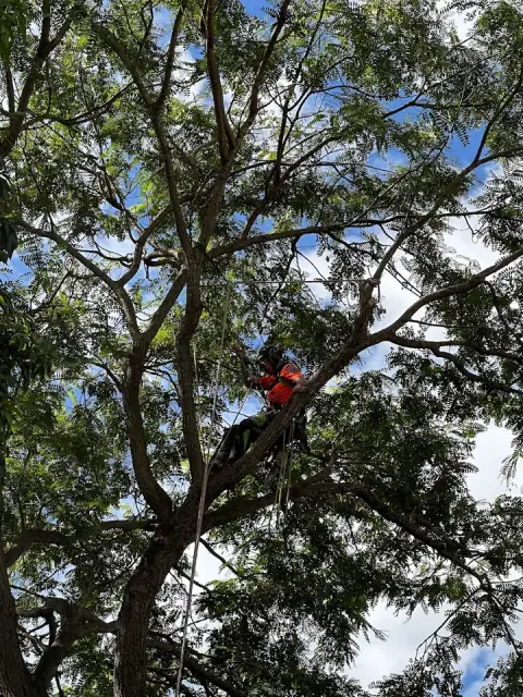 Your Local Tree Guy