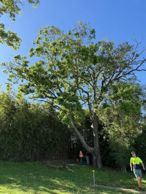 Your local tree lopper cover